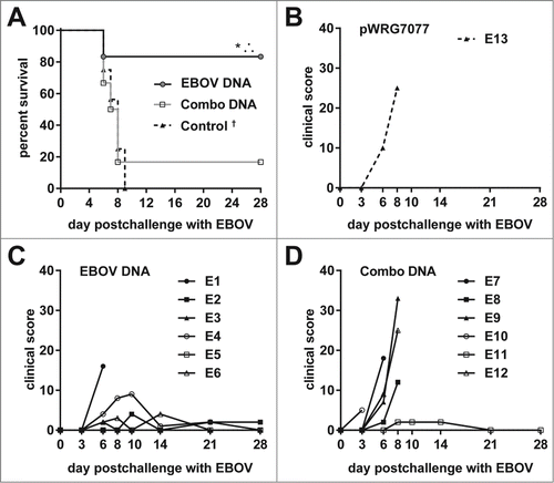 Figure 6. Protective efficacy of filovirus DNA vaccines and clinical observations in EBOV-challenged macaques. (A) Kaplan-Meier survival curves were generated for the EBOV vaccination study. A Fisher's exact test with multiple comparison adjustment based on permutation was used to evaluate pairwise differences (P < 0.05) relative to the control group (*) or to both the control and combination groups (∴). Historical controls (†) that received the same EBOV challenge dose and route of administration were included for statistical analyses (n = 15). (B-D) After EBOV challenge, macaques were scored twice daily for clinical signs typical of hemorrhagic fever disease such as weight loss, changes in body temperature, petechial rash, ischuria, gastrointestinal distress, labored breathing, lack of responsiveness, recumbency, edema, and anorexia. Personnel performing observations were blinded to the treatment.