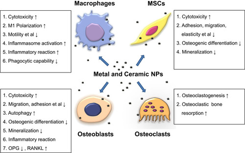 Figure 1 Wear particles pose adverse effects on general cellular functions of peri-implant cells such as viability, adhesion and migration. They also upregulate pro-inflammatory mediators in macrophages and osteoblasts, which contribute to a chronic inflammatory peri-implant environment and osteoclastogenesis. Moreover, they impair osteogenic differentiation and matrix mineralization of osteoblasts and mesenchymal stem cells. These effects not only impede new bone formation but also favor osteoclastic bone resorption. ↑ indicates upregulation, ↓ indicates downregulation.Abbreviations: MSCs, mesenchymal stem cells; NPs, nanoparticles; OPG, osteoprotegerin; RANKL, receptor activator of nuclear factor (NF)-κB ligand.