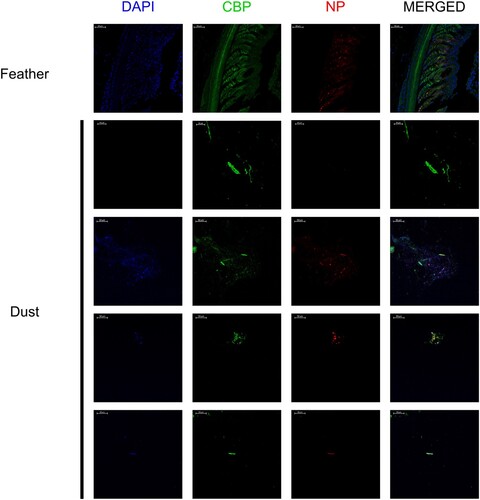 Figure 6. Immunofluorescent detection of avian CBP and influenza A NP antigen in growing feather and aerosols (dust). Immunofluorescent detection of avian CBP and influenza A NP antigen in a growing feather of an H5N8/2017 experimentally infected mule duck, and in histogel-based dust block sampled by Coriolis Compact (Bertin Technologies) from four HPAIV-positive farms. 4’,6-diamino-2-phenilidole (DAPI, blue), Corneous beta-protein (CBP, green), Nucleoprotein influenza A (NP, red).