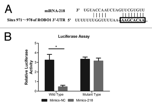 Figure 2. (A) The predicted binding sites of miRNA-218 in the 3′UTR region of ROBO1. (B) miRNA-218 precursor mimics and pLuc-ROBO1-wt/mu were co-transfected into cells. The relative luciferase activities were 3.205 ± 0.2193 and 0.4857 ± 0.1466 in cells transfected with Mimics-NC+pLuc-ROBO1-wt, and Mimics-218+pLuc-ROBO1-wt respectively. The relative luciferase activities were 3.331 ± 0.2275 and 3.151 ± 0.2972 in cells transfected with Mimics-NC+pLuc-ROBO1-mu, and Mimics-218+pLuc-ROBO1-mu respectively. * represented the P value < 0.05.