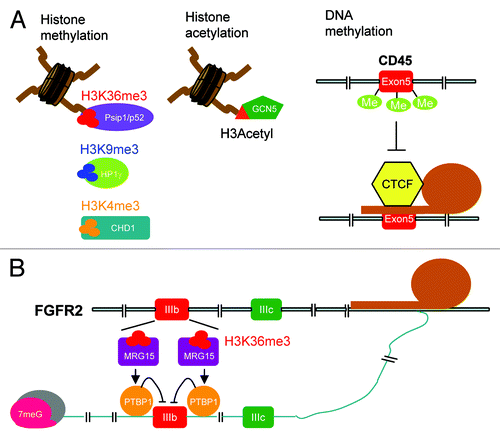 Figure 2. Chromatin modifications affect alternative splicing via adaptors. (A) Via respective adaptors, different types of histone modification (methylation and acetylation) and DNA methylation exert their effects on the regulation of alternative splicing. CpG methylation antagonizes the activity of CTCF in CD45 exon 5 inclusion. (B) H3K36me3-modified histones recruit the adaptor MRG15 to regulate PTBP1-mediated exon selection of the FGFR2 transcript.