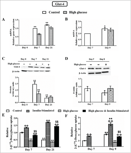 Figure 9. Effects of high glucose on glucose transporter type 4 (Glut-4) expression and deoxyglucose uptake during 3T3-L1 differentiation (A, C, E) and in 3T3-L1 mature adipocytes (B, D, F). Results from A, C and E correspond to preadipocytes (d0) and control /glucose-exposed (50 mM) adipocytes (d7,d21), whereas results from B, D and F correspond to control (d7, d9) /glucose-exposed (50 mM, 48 hours) adipocytes (d9). (A, B) mRNA levels. Data are means ± SEM of the ratio between Glut-4 and cyclophilin expression. Groups were compared by using the ANOVA for a single factor and Dunnett's test. (C, D) Protein levels. Data are means ± SEM of the ratio between Glut-4 and β-actin expression. Groups were compared by using the Wilcoxon signed-rank test. (E, F) Deoxyglucose uptake by control and glucose-exposed 3T3-L1 cells before and after insulin stimulation (50 nM, 10 min). Data are means ± SEM of 2-[C14]-deoxyglucose (in µmol) incorporated by cells after 10 minutes, adjusted by total protein in grams. Groups were compared by using the ANOVA for a single factor and Dunnett's test. (A, C, E) Data from control groups are referred to control day 0 **. p < 0.01 or to control day 7 ΔΔ. p < 0.01. Data from glucose-exposed groups were compared to their same day control group ++. p < 0.01. (E) Data from insulin-stimulated groups were compared to their unstimulated group, ΦΦ.p < 0.01. Data from insulin-stimulated glucose-exposed groups were compared to the same day insulin-stimulated control groups $$. p < 0.01. (B, D, F) Data from control groups at day 9 were compared to control cells at day 7 *. p < 0.05; **. p < 0.01. Data from glucose-exposed groups were compared to their same day control group ++. p < 0.01. (F) Data from insulin-stimulated groups were compared to their unstimulated group, ΦΦ. p < 0.01. Data from insulin-stimulated glucose-exposed groups were compared to the same day insulin-stimulated control groups $$. p < 0.01. The number of independent samples analyzed for (A), (B), (E) and (F) is ≥10 for each determination and condition evaluated whereas the number of independent samples analyzed for (C) and (D) is between 5 and 10 for each protein and condition evaluated.