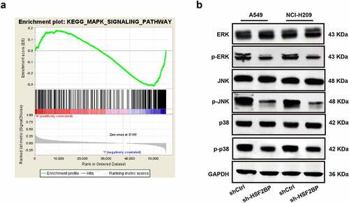 Figure 4. HSF2BP is involved in the regulation of MAPK signaling pathway. (a) GSEA analysis of HSF2BP. (b) The expression level of p-ERK, total ERK, p-JNK, total JNK, p-p38 and total p38 in LUAD cells by western blot.