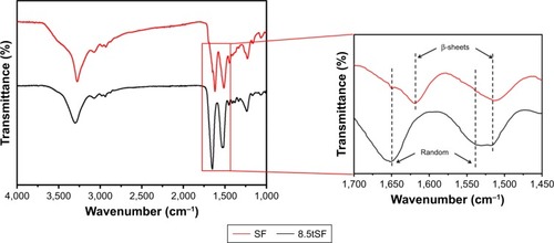 Figure 2 FTIR spectra of SF and 8.5tSF.Abbreviations: FITR, Fourier transform infrared spectroscopy; tSF, silk fibroin treated with calcium hydroxide; SF, silk fibroin.