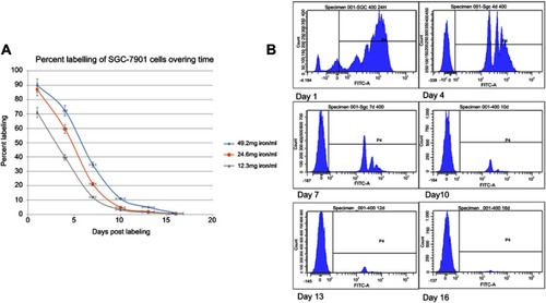 Figure 1 In vitro dilution of MPIO in SGC-7901 cells that were exposed to a range of particle concentrations as measured by flow cytometry. (A) Flow cytometry data of labeling efficiency for different particle concentrations is shown. (B) Plots of flash green fluorescence intensity show that the average iron content of the SGC-7901 cells reached a plateau (90.0%) after 24 hrs of incubation with MPIO at a concentration of 49.2 mg iron/ml (based on unlabeled control sample).