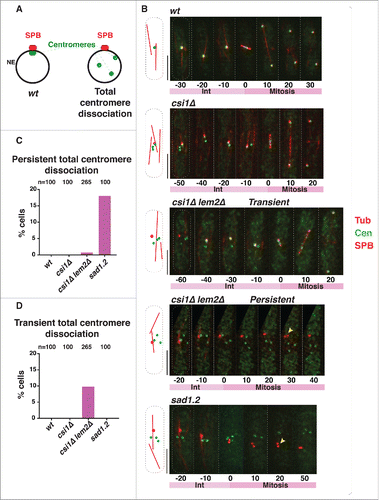 Figure 2. Persistent total centromere dissociation in csi1Δ lem2Δ cells results in spindle failure. (A) In wt cells, all centromeres are clustered beneath the SPB during mitotic interphase. Double deletion of csi1 and lem2, or sad1.2 cells grown at restrictive temperature (36°C), lead to centromere dissociation from the SPB during interphase. (B) Series of frames of films of mitotic cells harboring Sid4-mCherry (SPB), Mis6-GFP (centromeres) and ectopically expressed mCherry-Atb2 (Tubulin). Bars, 5 µm. Numbers indicate mitotic progression in minutes; t = 0 is the SPB duplication stage. Yellow arrowheads point to SPBs failing to separate. (C-D) Quantitation of centromere dissociation exemplified in (B). Total centromere dissociation of the centromeres from the SPB is never observed in wt or csi1Δ cells. sad1.2 grown for 4h at 36 °C commence total centromere dissociation from the SPB.