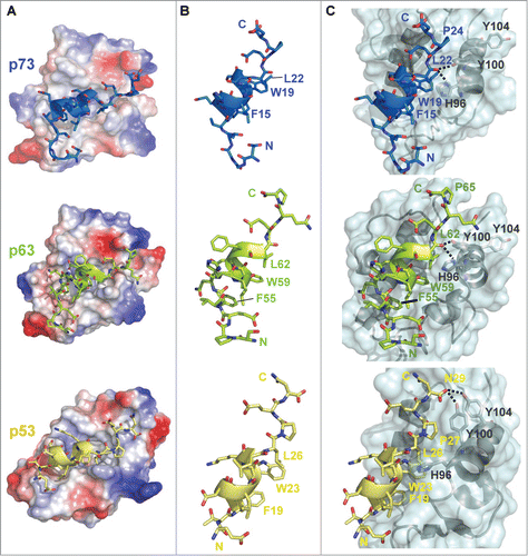 Figure 2. Structural comparisons of the complexes formed between the p53 family TADs and MDM2. (A) Electrostatic surface representation of the MDM2/p73TAD (upper), MDM2/p63TAD (middle), and MDM2/p53TAD complexes (PDB code: 1YCR) (lower). The p53 family TAD peptides are represented as ribbons. The positively and negatively charged regions of MDM2 are depicted in blue and red, respectively. (B) Structural comparisons of the p73TAD (blue), p63TAD (green), and p53TAD (yellow) peptides bound to MDM2. (C) Comparisons of the intermolecular interactions between the p53 family TAD peptides and MDM2 at the interfaces of the complexes. The structure of MDM2 is shown as a ribbon within the transparent molecular surface (cyan), and the p53 family TAD peptides are represented as ribbons. Intermolecular hydrogen bonds are shown as dotted lines.