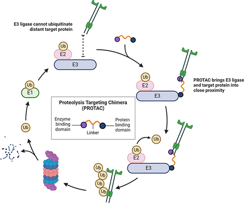 Figure 1 The mechanism of PROTACs. Figure generated using BioRender, Agreement number: KE26PEXHAO.