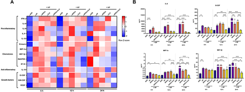 Figure 5 Multi-cytokines analysis of H. pylori-infected cells at 6, 12, and 24 h under 0.06-µg/mL KPEVs, CLA, and KPEVs-CLA. (A) Heatmap representation of the cytokine profile in each treatment group. The heatmap color scale corresponds to the row Z-score. (B) Concentrations of IL-8, G-CSF, MIP-1α, and MIP-1β secretion (*p ≤ 0.05, **p ≤ 0.01, and ***p ≤ 0.001). The results are presented as mean ± SD of two to three independent experiments. Statistical analysis was conducted using one-way ANOVA with Bonferroni post hoc tests.