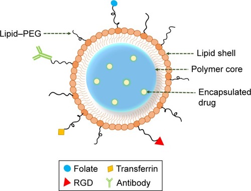 Figure 1 Structure of a lipid–polymer hybrid nanoparticle (LPHNP) comprises of a polymer core encapsulating a pay load, a lipid shell, and an outer lipid–PEG layer.Note: The lipid–PEG layer can also be conjugated to a variety of targeting agents, such as folic acid, arginylglycylaspartic acid (RGD), or antibodies, to ensure targeted delivery.Abbreviation: PEG, polyethylene glycol.