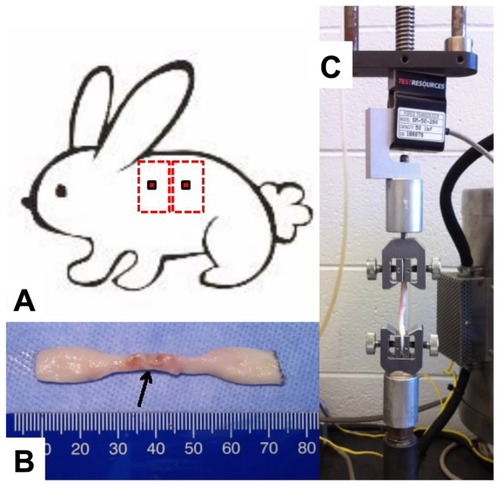 Figure 1 To assess the strength of the healing wounds, skin biopsies (30 mm × 80 mm) were harvested from the flanks of the bevacizumab-, ranibizumab-, and saline-treated rabbits 7 or 14 days post wounding (A). Following wound harvesting, the anesthetized rabbits were euthanized by intravenous injection of 3 mL of saturated potassium chloride. Each rectangular-shaped skin biopsy was stored in a 50 mL polypropylene conical tube containing normal saline solution and placed in ice for 2–4 hours until they were cut into dog bone–shaped specimens (gauge length of 2 mm and gauge width of 4 mm) for tensile testing (B). The harvested skin was placed in a position such that the biopsied site was in the center of the gauge length and width. The muscle fascia was removed from each dog bone specimen with a scalpel. Each specimen was then mounted into the grips of a TestResources mechanical tester model 1000R12 (TestResources, Shakopee, MN, USA) with a 50 lbf load cell (C).