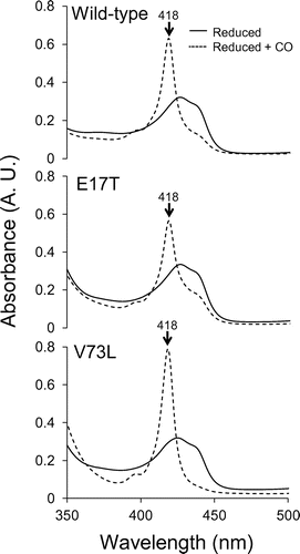 Figure 5. Spectral changes upon the CO binding in the AVCP variants. The reduced AVCP wild-type and E17T and V73L variant proteins with or without CO are shown. The specific wavelength referred to in the text is indicated by arrows.