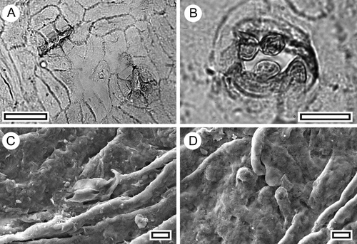 Fig. 3 Ginkgo sp. A, TLM view of two stomatal complexes (SL5572, scale = 50 μm); B, TLM view of single stomatal complex with at least four papillae (SL5572, scale = 20 μm); C, SEM view of the inner cuticular surface showing one stomatal complex (S-1755, scale = 10 μm); D, SEM view of the outer cuticular surface showing one stomatal complex with six papillae (S-1755, scale = 10 μm).