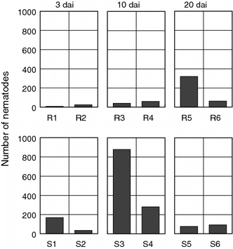 Fig. 6 Number of pine wood nematodes extracted from P. thunbergii stem segments 3–5 cm below the inoculation site. R1–R6 and S1–S6 indicate individual resistant and susceptible trees, respectively