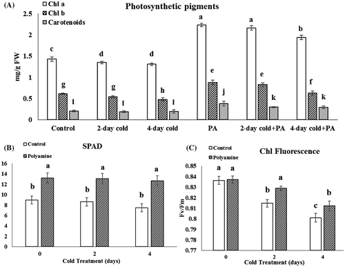 Figure 1. Changes in photosynthetic pigments (A), leaf SPAD chlorophyll (B) and chlorophyll fluorescence (C) under cold (48 and 96 h) and cold-polyamine treatments.