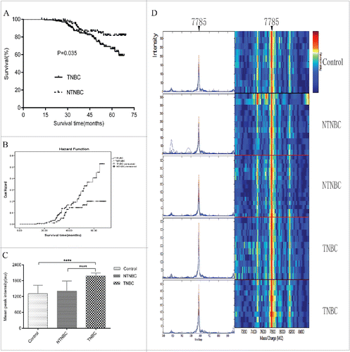 Figure 1. Follow-up of all enrolled triple-negative breast cancer(TNBC) and non-triple-negative breast cancer(NTNBC) patients from the mining and blind testing sets and representative expression map from surface-enhanced laser desorption/ionization time-of-flight mass spectrometry(SELDI-TOF-MS) analysis of sera from control, NTNBC and TNBC patients in the mining set. (A) Kaplan-Meier survival curves for NTNBC and TNBC patients from the mining and blind testing sets. (B) Graph of Hazard Function analysis between NTNBC and TNBC cases in the mining and blind testing sets. (C) The peak at 7785 Da was significantly elevated in TNBC patient sera, compared with NTNBC and control sera in the mining set (p < 0.0001). (D) Representative expression of the peak at 7785 Da (left panel,arrow) and gel views(right panel, arrow)from control, NTNBC and TNBC patient sera in the mining set.****p ≤ 0.0001.