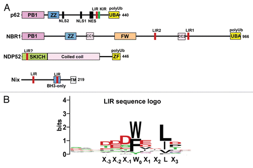 Figure 2 (A) Domain architecture of the hitherto characterized mammalian autophagic cargo receptors p62, NBR1, NDP52 and Nix. The FW domain has been named NBR1 box in a review by Kraft et al.Citation79 (B) A consensus sequence logo for the LIR motif. The logo is based on 25 different LIR motifs from 21 different proteins that all bind directly to ATG8 family proteins.