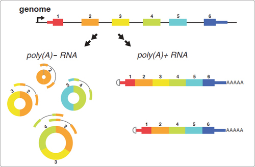 Circular RNAs generate distinct and unexpected paired-end sequence reads.Image courtesy of Julia Salzman, Raymond Eric Chen, Peter Lincoln Wang, Mari Olsen, and Patrick O. Brown, unpublished manuscript.