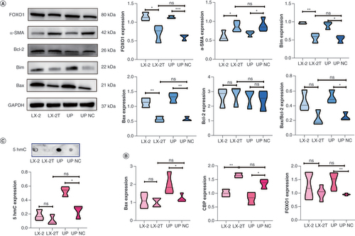 Figure 5. Changes in the CBP/FOXO1–BIM apoptosis pathway and α-SMA expression in LX-2T cells with TET3 overexpression. (A) Expression levels of FOXO1, α-SMA, BCL2, BIM and BAX proteins in LX-2, LX-2T, TET3 upregulation and TET3 upregulation negative control groups, as detected by western blotting. (B) RT-qPCR was used to detect the mRNA expression levels of BAX, FOXO1 and CREBBP in each group. (C) The DNA methylation level of 5hmC in each group was detected by dot blot hybridization.*p < 0.05; **p < 0.01; ***p < 0.001.NC: Negative control.