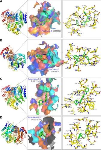 Figure 3 3D structure of the proteins NS5 RNA-dependent RNA polymerases of DENV-4 (A and B) and DENV-2 (C and D) showing the binding sites (left), the binding cavity (middle), and the main residues involved in the ligand–protein interaction of compound 50848824 (A), 71815570 (B), SN00151425 (C), and SN00010280 (D). Structure visualization was by PyMol 1.8.2.0.