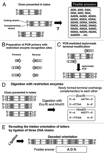 Figure 6. Taylor-made PCR for introducing the restriction sites of interest for designed DNA-chain conjugation. Note that the presence of complementary chains of DNA is not shown on the illustrations for simplification. (A) Separately coded letter images and a list of uncountable choices (likely passwords). (B) Preparation of PCR primers for designed DNA digestion. (C) Restriction enzyme recognizition sites PCR-dependently created at terminals of DNA. (D) Digestion by selected restriction enzymes. (E) Formation of novel molecule during the “password” decoding process. M, E and H strand for marginal regions, EcoR I recognition sites and Hind III recognitions sites, respectively.