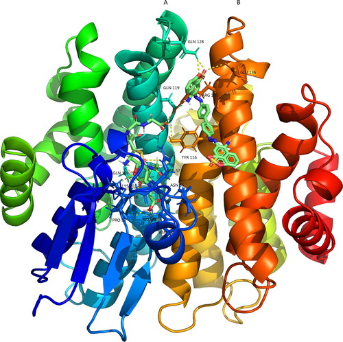 Figure 7. 3 D molecular docking results of Congo and GSSG with Tg-GST2.The yellow dotted line was a hydrogen bond link.