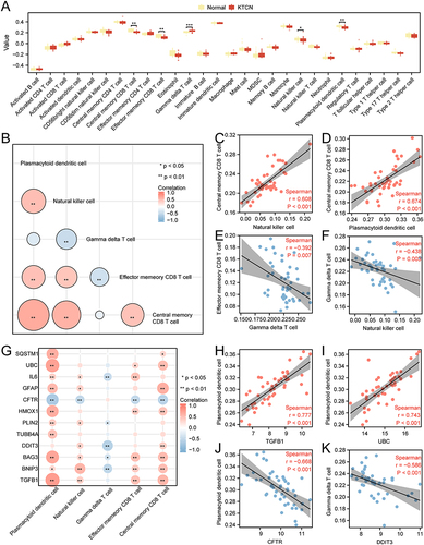 Figure 8 Immuno-infiltration analysis of the combined data set (ssGSEA). (A) Grouping comparison plots of immune cells under different groupings of KTCN and Normal. B. Heatmap of correlation between immune cells. (C-F) Correlation scatter diagram of central memory CD8 T cells and Natural killer cells (C), central memory CD8 T cells and pDC (D), gamma delta T cell and effector memory CD8 T cell (E), and natural killer cell and gamma delta T cell (F). (G) Heatmap of correlation between hub genes and immune cells. (H-K) Correlation scatter diagram of TGFB1 and pDC (H), UBC and pDC (I), CFTR and pDC (J), DDIT3 and gamma delta T cell (K). ns, not significant, * P < 0.05, ** P < 0.01, *** P < 0.001.