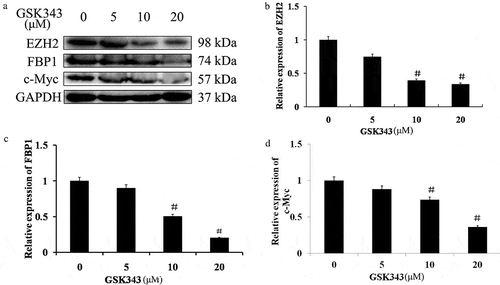 Figure 3. Effects of GSK343 on associated protein expression in Saos2 cells.(a) The expression of EZH2, FBP1 and c-Myc in Saos2 cells treated with the indicated concentrations of GSK343 and detected by western blot analysis. GAPDH was used as a loading control.(b-d) The relative expressions of p62, FBP1 and c-Myc at the indicated concentrations of GSK343. #P < .01 compared with the control (0 μM of GSK343). Data shown are representative of a minimum of three independent experiments.