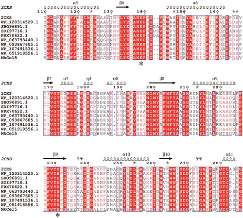 Figure 1. Structure-based protein sequence alignment of MkCel5 and similar GH5 family cellulase. Note: The sequences labelled as boxes show very high similarity at some amino acid loci; the two catalytic residue sites Glu312 and Glu404 labelled as asterisks (*) are strictly conserved in GH5 family.