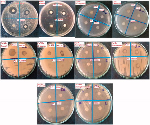 Figure 7. Antibacterial activities of Ag, Cu and TiO2 NPs with different concentrations (Plant extract: PE).