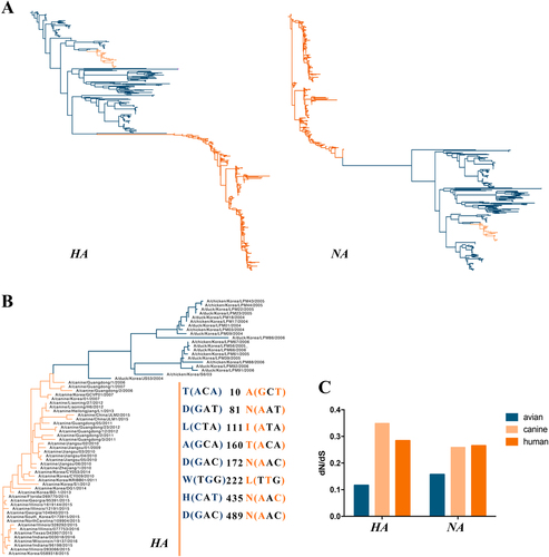 Fig. 6 ML phylogenetic trees of the HA and NA(A) genes reconstructed with 597 sequences and phylogenetic tree of the HA(B) gene constructed with 43 H3N2 CIVs and 20 AIVs and the dN/dS(C) value of the influenza viruses (including avian, canine, and human) corresponding to the HA and NA genes (H3N2 AIVs are blue, CIVs are pink, and the human influenza virus is orange)
