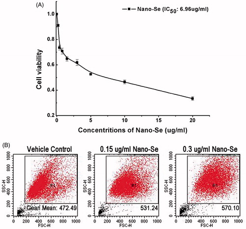 Figure 2. The biocompatibility and uptake of Nano-Se. (A) The viability of MCF-7 cells determined 24 h after treatment with Nano-Se at various concentrations. (B) Particles uptake by MCF-7 cells using flow cytometry.