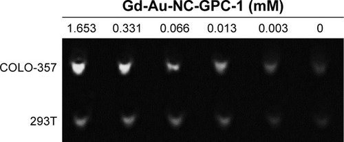 Figure 6 In vitro MRI study with COLO-357 and 293T cells.Abbreviations: Gd-Au-NC-GPC-1, Gd–Au NCs conjugated with GPC-1 antibody; GPC-1, Glypican-1; MRI, magnetic resonance imaging; NCs, nanoclusters.