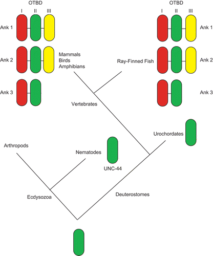 Figure 1.  Proposed model of evolutionary events leading to obscurin-titin binding domain (OTBD) in present-day ankyrins. In vertebrates, successive duplications led to three different modules, I, II and III. Ank1 and Ank2 have all three modules, while Ank3 has only modules I and II. Adapted from Hopitzan et al. (Citation2006). (permission has been obtained from Oxford University Press for the reproduction on this figure).