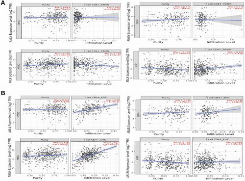 Figure 10 TIMER-based Spearman correlation analyses of ANLN expression and CD4+ T-, and CD8+ T- cell levels in CESC, ESCA, HNSC, and KIRC. (A) ANLN expression and CD4+ T cells; (B) ANLN expression and CD8+ T cells.
