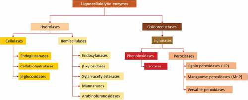 Figure 2. Enzymes participating in fungal degradation of lignocellulosic substrates.