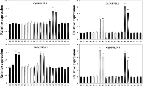 Figure 4. Relative expression levels of OsDUF829 gene family members in rice Nipponbare under various stress and ABA conditions: D, drought; S, salt; C; cold; H, heat; A, ABA.