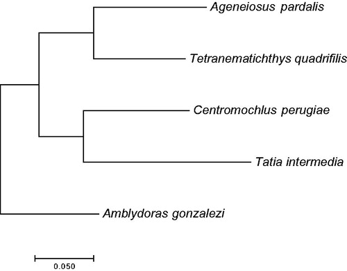 Figure 1. Neighbor-joining phylogenetic tree of the T. intermedia and other species based on the complete mitochondrial genome. Numbers on nodes indicate bootstrap support value, based on 1000 replicates.