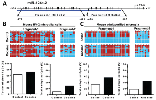 Figure 6. Cocaine increased methylation levels in pri-miR-124-2 promoter regions in BV-2 and adult isolated mouse microglia. BV-2 cells were exposed to cocaine (10 µM) for 24 h. Adult mouse microglia were purified from mice on a 7-day cocaine administration regimen. BV-2 cells and isolated adult mouse microglia were subjected to genomic DNA extraction. Genomic DNA was then treated with bisulfite for nucleotide conversion followed by bisulfite genomic DNA PCR and DNA sequencing. (A) Schematic of CpG islands located in the pri-miR-124-2 promoter region. (B and C) Cocaine significantly increased pri-miR-124-2 promoter methylation rates in BV-2 cells as well as in adult mouse microglia.