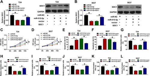 Figure 6 miR-515-5p regulates cell proliferation, migration, invasion and apoptosis via decreasing SDC1 level in bladder cancer. SDC1 expression (A and B), cell proliferation (C and D), apoptosis (E and F), migration (G and H), invasion (I and J), and colony formation (K and L) were detected in T24 and 5637 cells transfected with miR-NC, miR-515-5p mimic, miR-515-5p mimic + vector or miR-515-5p mimic + SDC1 overexpression vector. *P<0.05.