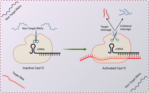 Figure 1. CRISPR-Cas13 and its collateral activity.