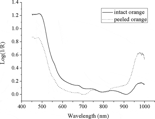 Figure 1 Examples of absorbance spectra of intact and peeled oranges.