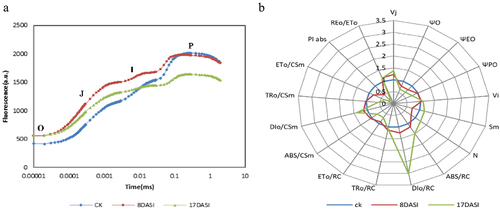 Figure 2. Chlorophyll fluorescence induction curves and fluorescence parameters of seedlings exposed to drought stress: (a) the effects of drought on the OJIP transients; (b) Radar diagram of chlorophyll fluorescence parameters of seedlings. a.U.—arbitrary units. ABS/RC: Absorption flux per reaction center; DIo/RC: Dissipated energy flux per RC; ETo/RC: Electron transport flux per RC; φPo: Maximum quantum yield of primary photochemistry; φEo: Quantum yield for electron transport; φO: Probability that a trapped exciton moves an electron into the electron transport chain beyond; VJ: Relative variable fluorescence at the J-step; VI: Relative variable fluorescence at the I-step; Sm: Normalized total complimentary area; ABS/CSm: Absorption flux per CS; TRo/CSm: Trapped energy flux per CS; DIo/CSm: Dissipated energy flux per CS; ETo/CSm: Electron transport flux per CS; PIabs: Performance index on absorption basis.