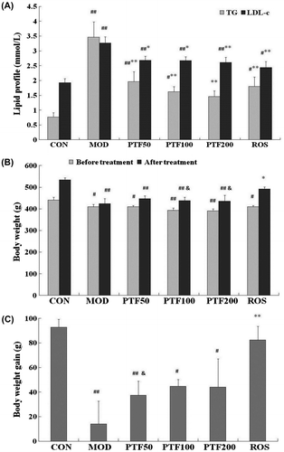Fig. 3. Effects of PTF on blood lipid and body weight in type 2 diabetic rats.Notes: (A) TG and LDL-c levels after treatment for 4 weeks. (B) Body weight before (after 2 weeks of STZ injection) and after treatment. (C) Body weight gain between before and after treatment. #p < 0.05, ##p < 0.01 vs. CON; *p < 0.05, **p < 0.01 vs. MOD; &p < 0.05 vs. ROS.