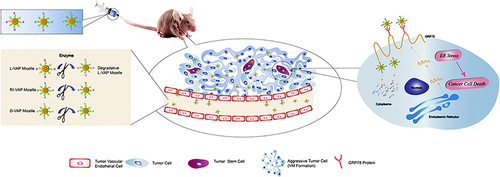 Figure 7 Targeting ability of different conformations of tumor homing peptide (l-VAP) to gliomas and their antitumor mechanisms.