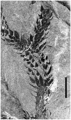 Figure 18. Bothrodendron punctatum Lindley and Hutton. Nova Scotia Museum, Halifax NS, Specimen 990–281), Pioneer Coal Mine at Sydney Airport, Nova Scotia (Canada); Gardiner Seam, Morien Group (middle Asturian) (from Thomas et al. Citation2010, fig. 2b; photo by E.L. Zodrow). Scale bar = 10 mm.