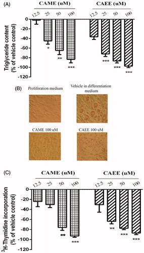 Figure 3. (A and B) Anti-adipogenic effect of CAME and CAEE in 3T3-L1 adipocytes. Cells were treated with several concentrations (12.5, 25, 50 and100 μM) of either CAME or CAEE in DMEM containing 10% FBS and the standard adipogenic cocktail (500 μM 3-isobutyl-1-methylxanthine, 500 nM insulin and 10 μM dexamethasone) for 2 days then in DMEM containing 10% FBS and 500 nM insulin starting from days 2-8 of differentiation. This medium was changed every 2 days. (A) On day 8, lipid content was measured by AdipoRed assay. Results represent the means ± SEM of three independent experiments. *Indicates a significant (p ≤ 0.05) difference, **(p < 0.01), ***(p < 0.001) from the vehicle control group. (B) Phase-contrast micrographs at 200X of AdipoRed-stained cells on day 8 demonstrate adipocyte morphology. Vehicle-treated cells show the presence of lipid droplets. On the other hand, cells treated with the maximum nontoxic concentration (100 μM) of either CAME or CAEE retained the fibroblast-like morphology of pre-adipocytes and were devoid of lipid droplets. (C) CAME and CAEE inhibit pre-adipocyte clonal expansion. Confluent 3T3-L1 pre-adipocytes undergoing clonal expansion in response to differentiation cues were treated with vehicle or 12.5, 25, 50 and 100 μM of either CAME or CAEE for 20 h and incorporation of 3H-labeled thymidine was measured. Normalized data are presented as mean ± SEM of three independent experiments. **Indicates a significant (p ≤ 0.01) difference, ***(p < 0.001) from the vehicle control group.