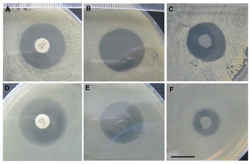 Figure 2 The areas of inhibited growth of Staphylococcus aureus (A–C) and Pseudomonas aeruginosa (D–F) around gentamicin standard discs (A and D), a noncrosslinked PVA layer with 10 wt% gentamicin (B and E), and a crosslinked PVA layer with 10 wt% gentamicin (C and F).Note: Scale: 1 cm.Abbreviation: PVA, polyvinyl alcohol.