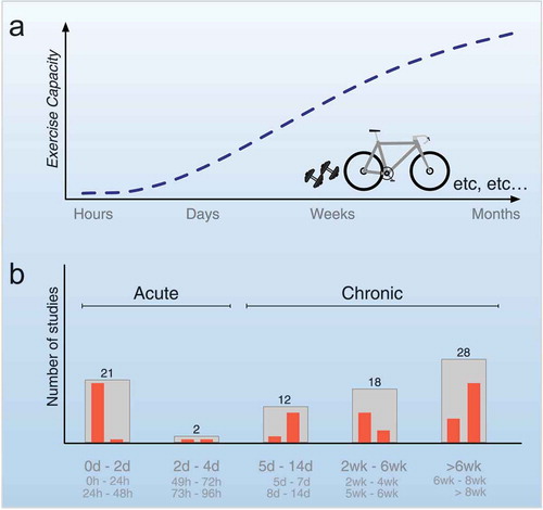 Figure 2. Distribution of proteomic literature over the time course of muscle adaptations to exercise