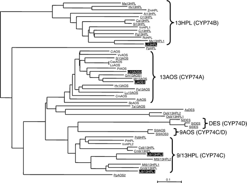 Figure 1.  Phylogenetic tree analysis of the CYP74 family. Amino acid sequences were aligned using ClustalW, then, the tree was constructed with Njplot. LjCYP74s are highlighted, and the entries whose enzymatic activities were confirmed are underlined. At13AOS; Arabidopsis thaliana AOS (CAA63266), At13HPL; A. thaliana 13HPL (AAC69871), AsDES; Allium sativum DES (CAI30435), Ca13HPL; Capsicum annuum 13HPL (AAK27266), CasAOS; Camelia sinensis AOS (ACU30142), CiAOS; Citrus cinensis AOS (AAO72741), Cj13HPL; Citrus jambhiri 13HPL (BAC55161), Cl13HPL; Citrullus lanatus 13HPL (AAU12570), CmAOS; Cucumis melo AOS (AAM66138), Cm9/13HPL; C. melo 9/13HPL (AAK54282), Cs9/13HPL; Cucumis sativum 9/13HPL (AAF64041), Gm13AOS1; Glycine max 13AOS1 (ABB91776), Gm9/13HPL; G. max 9/13HPL (ABC68416), HvAOS1; Hordeum vulgare AOS1 (CAB86384), Hv13HPL; H. vulgare 13HPL (CAC82980), LoAOS; Lonicera japonica AOS (ABC17856), Lu13AOS; Linum usitatissimum 13AOS (P48417), Ma13HPL; Musa acuminata 13HPL (CAB39331), MtAOS; Medicago trancatula 13AOS (CAC86897), Mt9/13HPL1; M. trancatula 9/13HPL1 (CAC86899), Mt9/13HPL2; M. trancatula 9/13HPL2 (CAC86898), Ms13HPL1; Medicago sativa 13HPL1 (CAB54847), NtDES; Nicotiana tabucum DES (AAL40900), Os9/13HPL1; Oryza sativa 9/13HPL1 (AK105964), Os9/13HPL2; O. sativa 9/13HPL2 (AK107161), PaAOS; Parthenium argentatum 13AOS (CAA55025), PdHPL; Prunus dulcis HPL (CAE18065), Pg13HPL; Psidium guajava 13HPL (AAK15070), PtAOS; Populus trichocarpa AOS (B9GP05), PpAOS2; Physcomitrella patens AOS (CAC86919), PpHPL; P. patens HPL (CAC86920), PtHPL; Populas trichocarpa HPL (XP 002305404), RcHPL; Ricinus communis (XP 002529334), SbAOS; Sorghum bicolor AOS (XP 002463829), Sl13AOS; Solanum lycopersicon 13AOS (CAB88032), Sl9AOS3; S. lycopersicon 9AOS (AAN7687), SlDES; S. lycopersicon DES (AAG42261), Sl13HPL; S. lycopersicon 13HPL (CAB43022), St9AOS; S. tuberosum 9AOS (CAI30876), StDES; S. tuberosum DES (CAC28152), TaAOS; Triticum aestivum 13AOS (CAC28152), VvAOS; Vitis vinifera AOS (XP_002283780), VvHPL1; V. vinifera HPL1 (ACZ17394), VvHPL2; V. vinifera HPL2 (XP_002281213), ZmHPL; Zea maize HPL (AAS47027).